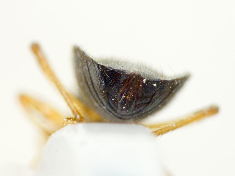 Alloeorhynchus flavipes (Fieber, 1836)